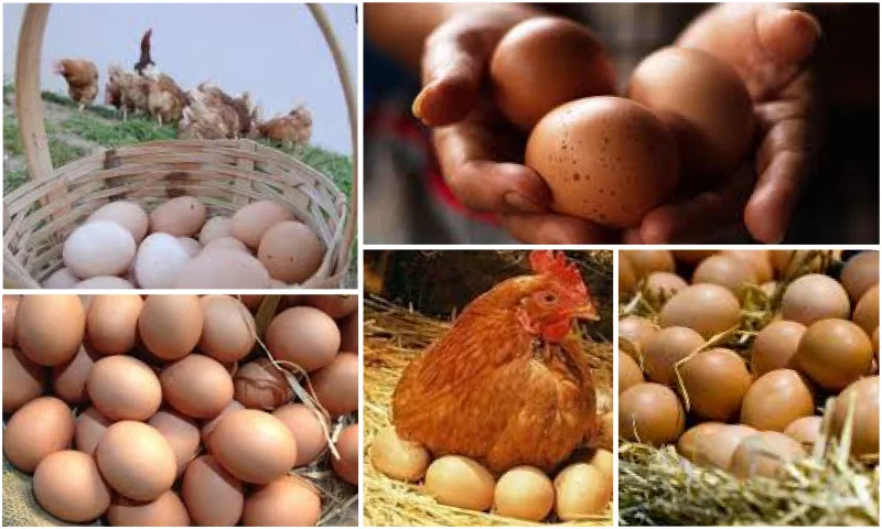 Sağlıklı Hayat İçin Organik Yumurta