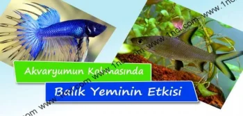 Akvaryumun Kokmasında Balık Yeminin Etkisi