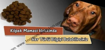 Köpek Maması Hakkında Her Türlü Bilgiyi Bulabilirsiniz