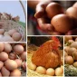 Sağlıklı Hayat İçin Organik Yumurta