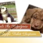 Köpek Oteli İle Köpeğiniz Keyifli Vakit Geçirsin